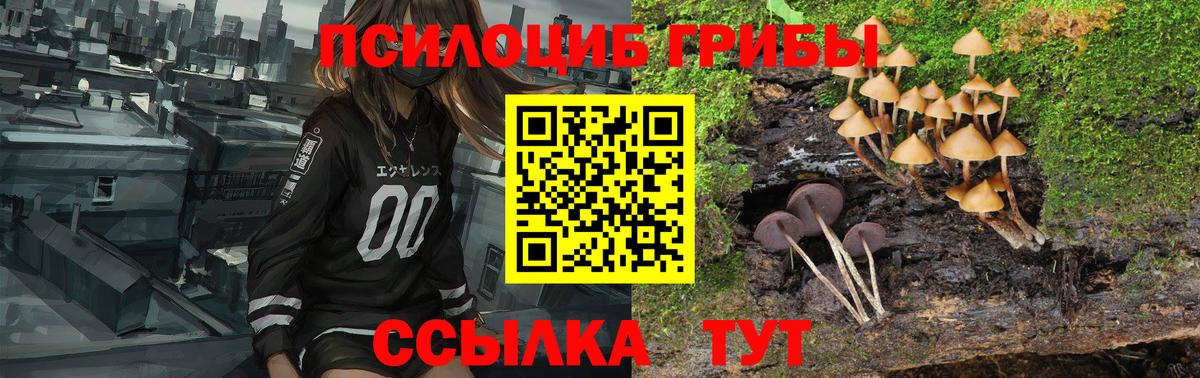 Галлюциногенные грибы Psilocybe  Дальнереченск 